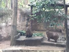 -清迈夜间动物园