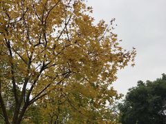 -龙头寺公园