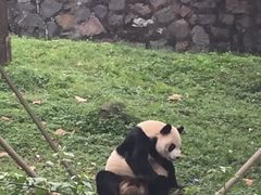 -都江堰中华大熊猫苑