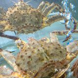 去人气海鲜火锅店喜势滚新店吃吃比手掌大的爬爬虾🦐
