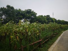 -同里国家湿地公园