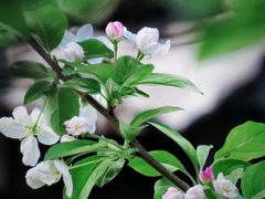 -莫愁湖公园
