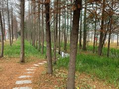 -上海长兴岛郊野公园