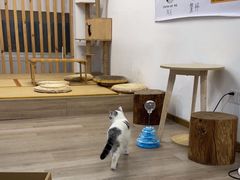 -柴迷FANS CLUB·柴犬狗咖·猫咖