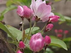 -海棠花溪(元大都城垣遗址公园)