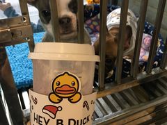-喜茶(佛山顺德大良东乐路店)