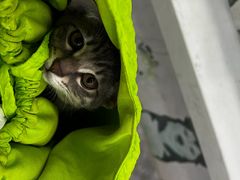 -瑞派名望24h动物医院异宠专科·猫专科·骨科·重症监护分院