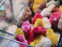 -青石桥花鸟鱼虫市场(叠翠城店)