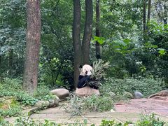 -中国大熊猫保护研究中心雅安碧峰峡基地
