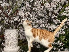 -上海怡沁园度假酒店