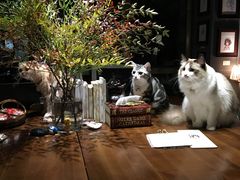 -咖法森林·咖啡  酒吧(天河店)