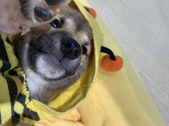 -逗柴咖啡屋·狗咖猫咖宠物桌游