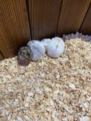 点击看大图 -宝燕乐园(闵行旗舰店)