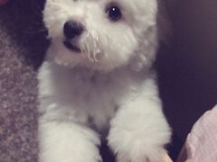 -PETKIT小佩宠物(古北店)