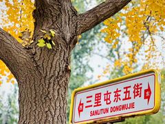 -三里屯东五街银杏大道