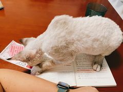 -momokira米努特·德文卷毛猫·棉花面纱犬