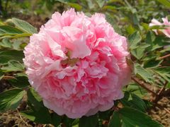 -合肥三国新城遗址公园