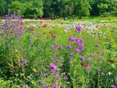 -武陵山森林公园