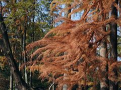 -上海共青森林公园