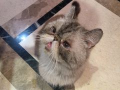 -猫色咖啡·猫咖