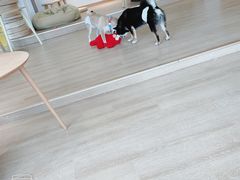-南京Hallo宠物乐园·哈罗犬舍·柴犬繁育基地