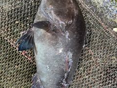 -范饭椰林川湘味海鲜·椰子鸡(三亚湾椰梦长廊店)