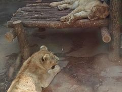 -西安秦岭野生动物园