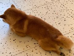 -喜柴咖啡·柴犬狗咖