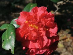 -中国科学院华南植物园