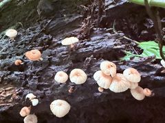 -莫里热带雨林景区