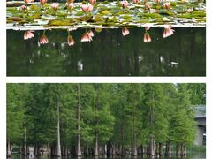 -白鹭湾湿地公园