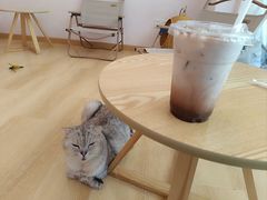 -猫咪派对(江南西店)