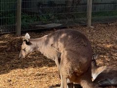 -费瑟代尔野生动物园