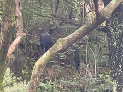 -王顺山国家森林公园