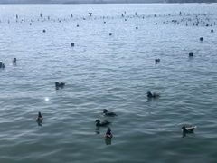 -西湖外事游船(花港观鱼码头)