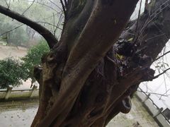 -涂山寺素食餐厅