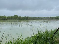 -泗洪洪泽湖湿地景区