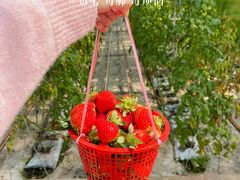 -苏州太湖西山岛开心农场