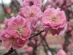 -望江楼公园