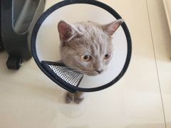 -美联众合宠物医院·爱萌分院·内外科·猫科中心