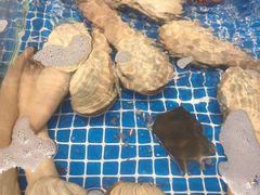-半岛听涛蒸汽海鲜自助(K11店)