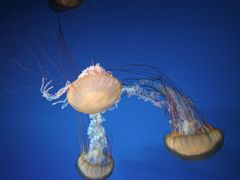 -太平洋海底世界