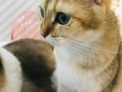 -糯米喵星人·撸猫猫舍咖啡馆(西市场嘉华店)