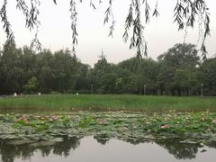 -望湖公园