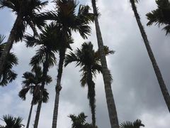-呀诺达热带雨林