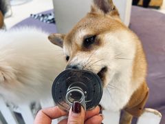 -怪兽屋·羊驼·猫咖·狗咖(俊华广场店)