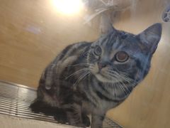 -南京Hallo宠物乐园·哈罗犬舍·柴犬繁育基地