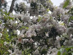 -庐山风景区花径公园