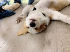 -浣熊柯尔鸭土拨鼠·电玩咖