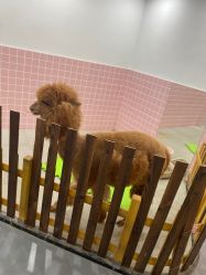 -Moni星球萌宠·小马宝莉·灵蛇·高端高阶全萌宠互动体验俱乐部(红豆国际广场店)